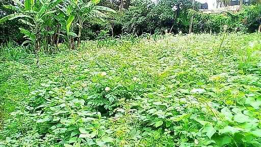 AnthonyKKarugu's profile picture. 