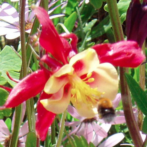 I'm an Ilkley Gardener, used to be chair for the Ilkley Gardeners' Association, which is now closed. I also volunteer at Ilkley Community Transport