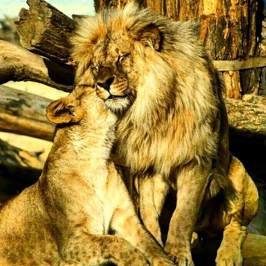 mneimneh_khodor's profile picture. 