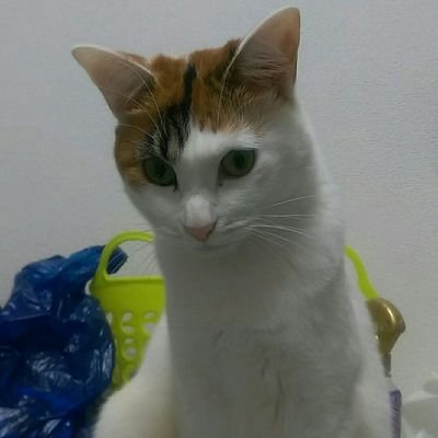 ryu6622's profile picture. 