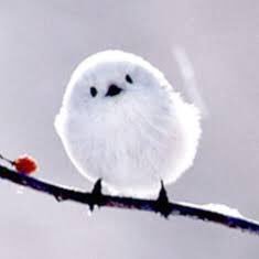 可愛い鳥さんの画像bot Kawaii Bird San Twitter