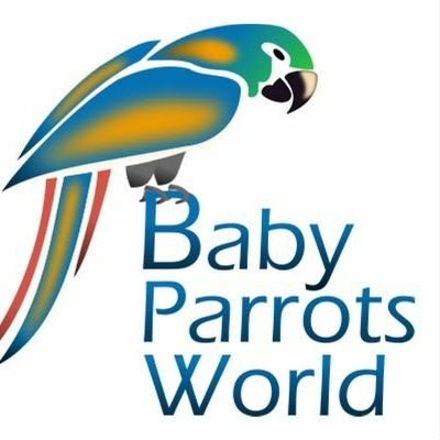 AExoticas's profile picture. Venta de todo tipo de aves exóticas , especialistas en venta y distribución de todo tipo de aves con sus respectivos permisos, loros papilleros africanos etc.