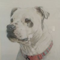 Willow the EuroStaffie(@EuroStaffie) 's Twitter Profile Photo