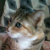 食べ物が喉に詰まる感覚が好きですがアブノーマルではありません。成人↑です。自転車乗りの東堂さんが好き。かずとらくん、ココノイくんが好き。舞台やライブが好き。とうらぶ、FGO等やってます。お取引もこの垢でしておりますので煩かったらミュートでお願い致します