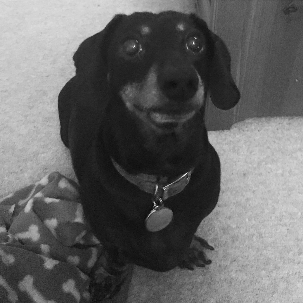 A small black and tan sausage shaped doggie battling IVDD, knighted for services to snuggling.  OTRB 26/6/19🐾
