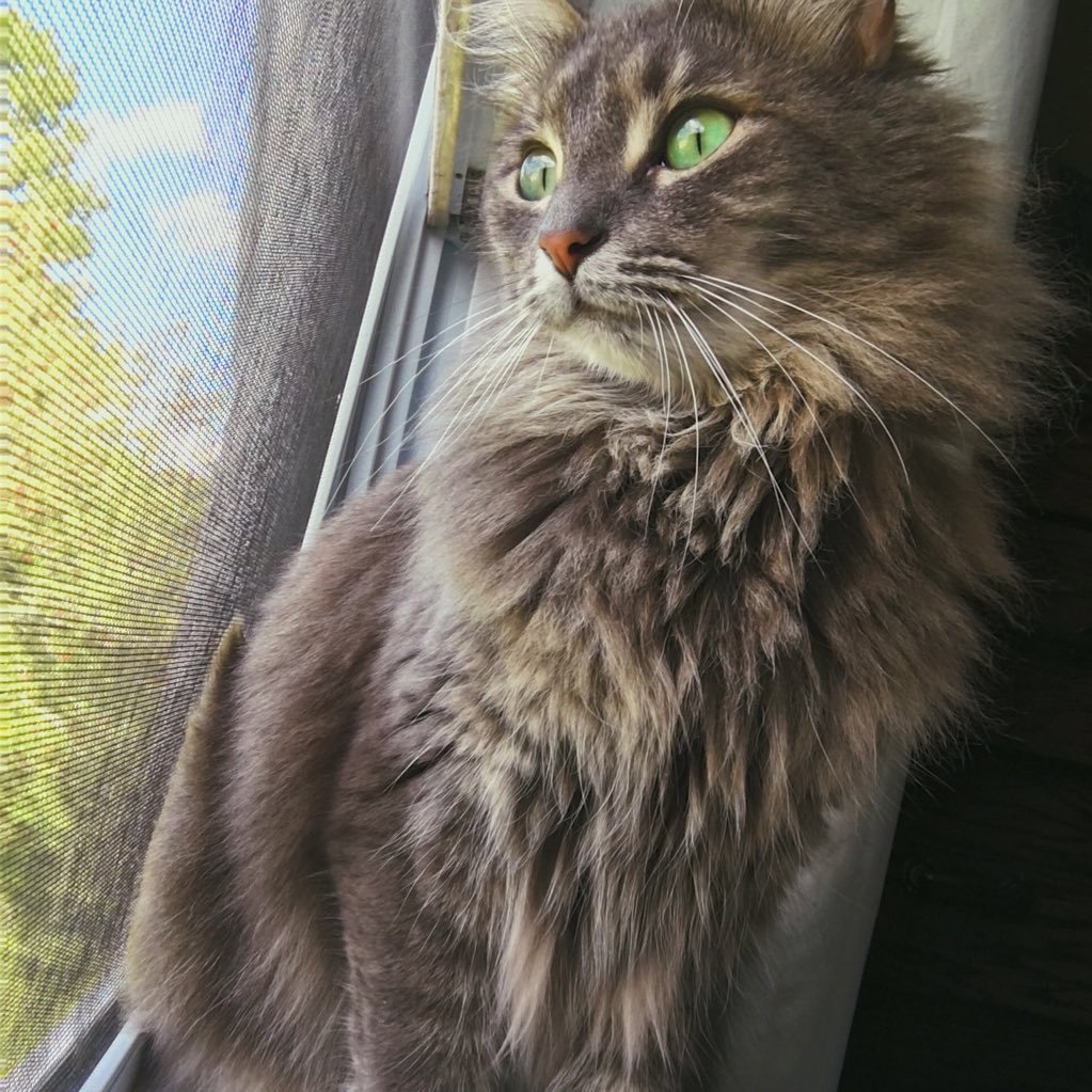 keirstenwedgie's profile picture. 