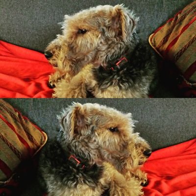 FioriniEdgarda's profile picture. 