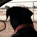 Dr. Buddy master retriever of economic data (@copericak) Twitter profile photo Dr. Buddy master retriever of economic data (@copericak) Twitter profile photo
