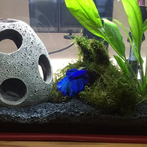 I am here to educate the world about bettas and to answer any questions that you may have! my fish is named Undyne and he is a cutie! #betta #bettafish