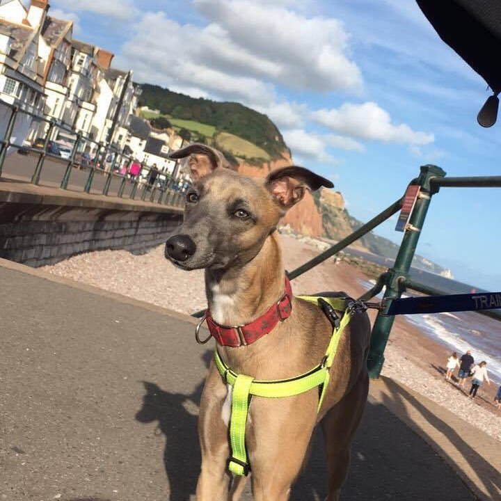 gnasher31's profile picture. Real name Lynn. Paramedic & Clinical Lead for Access to Care Medvivo and busy mum.... just a tiny bit mad! All opinions are my own, retweets not endorsements