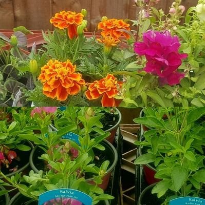 We are a local Horticultural Society based in Rainham Essex. Affiliated with the RHS, NDS, BFS & NCS. Our trading hut is open for members @£2.00 per year