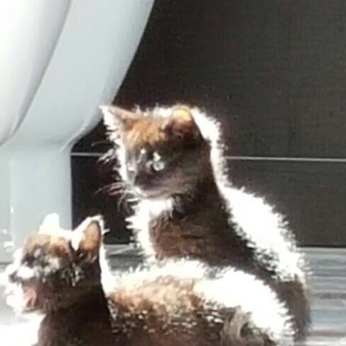 Mum to a beautiful daughter living with autism & two amazing rescued mini panthers, Jon Snow & Daenerys (aka Dany)