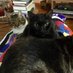 Dr. Deborah J. Hankinson🦉 (@daijumao) Twitter profile photo Dr. Deborah J. Hankinson🦉 (@daijumao) Twitter profile photo