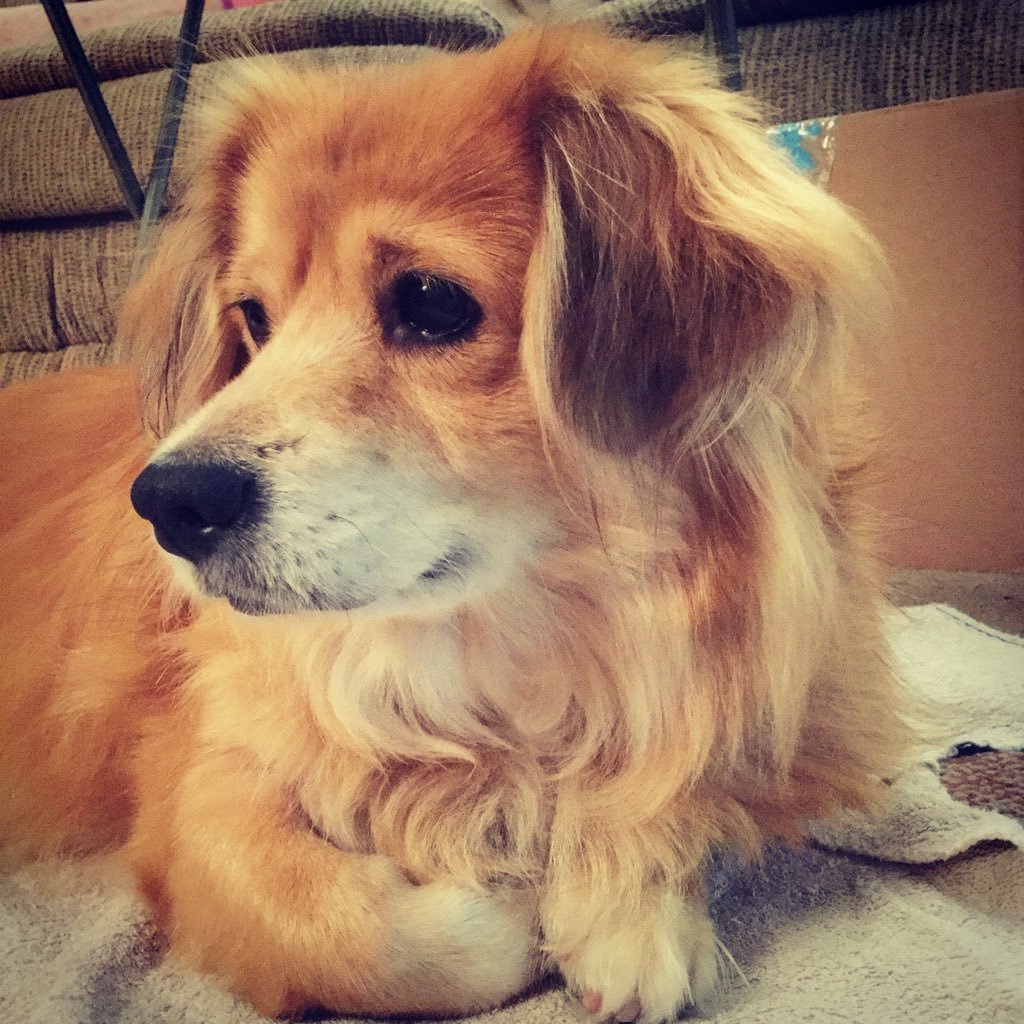 carma_615's profile picture. Huge hellacious lies by Libs for two years have destroyed everything..their march towards absolute madness must end. #AlwayswithDeSantis