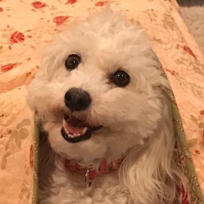 I’m a 9 year old Bichon that lives for pets, playing with toys, chasing birds and running on the beach. #dogsoftwitter