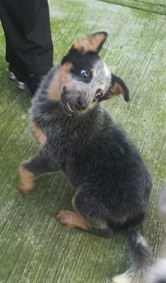 Licfero1's profile picture. 