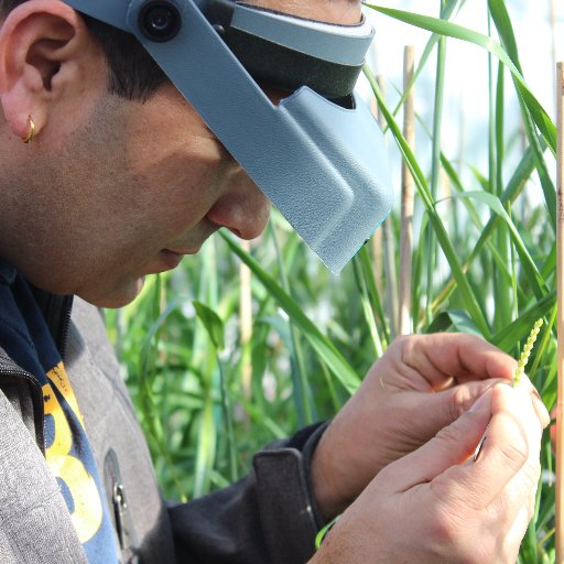 RajaBarley's profile picture. Barley Breeder @AAFC_CANADA, Personal account.
