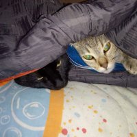 Gatuna (@078cao) 's Twitter Profile