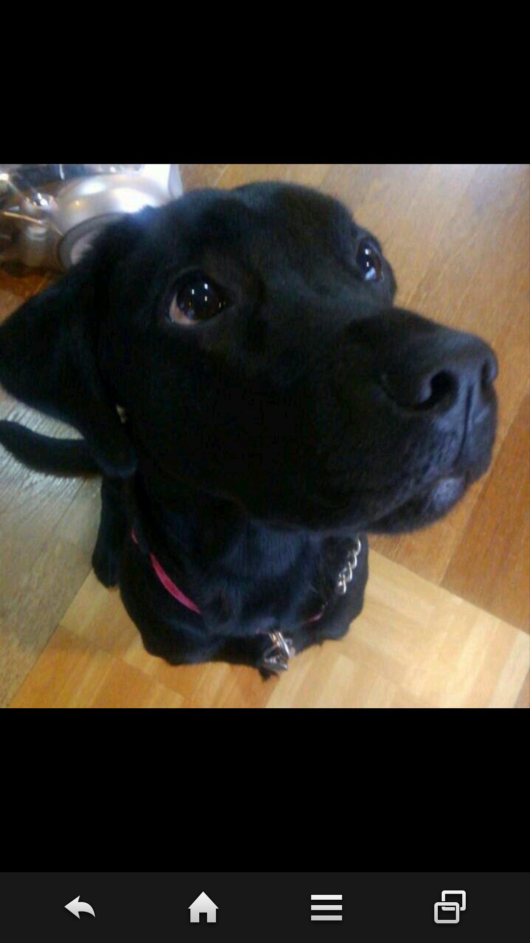 pront1885's profile picture. 音楽と漫画と自転車とダイビング好きな チャンピオン紳士。強くはないが酒は好き。音楽はなんでも聴くが80～90年代を好む。ＬＡメタル／ジャパメタ全般／グラスバレー／。ニワカですが観劇も。黒ラブ飼ってます。