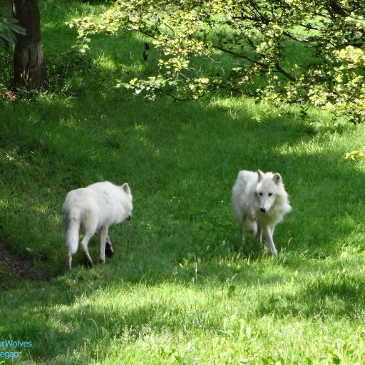 A hundred years from now it will not matter the sort
of house I lived in but the world may be different because I was important in the life of animals!