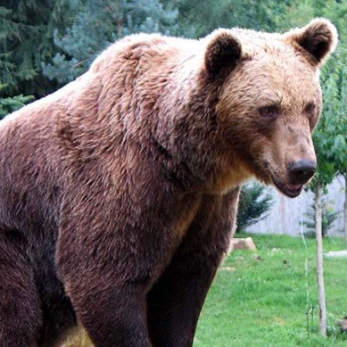 撃たないで！クマじゃありません！