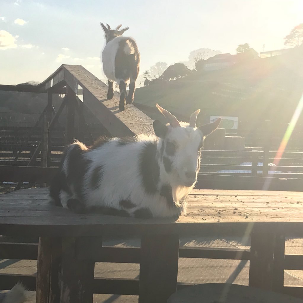 wwdaag's profile picture. ドラゴンボールレジェンズやってます。それなりに フレンド増えたらいいなー。 ５段からワンピースカード始めました！よろしくお願いします！　主に八王子立川らへんでやってます💡