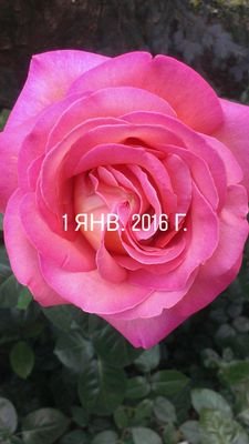 komaricheva's profile picture. All