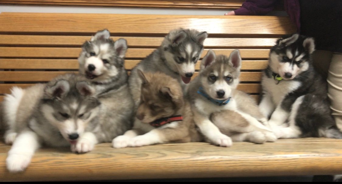 We raise beautiful Siberian Huskies, we occasionally have our precious puppies available to loving forever homes.  304-699-4681