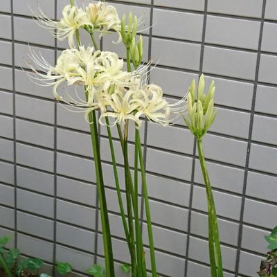 aogawa_qma's profile picture. クイズ歴8年目の社内ひきこもり型会社員。寄せ豆腐メンタル。はじめてのクイズ13期生、原宿杯20194R進出。QuizX（@QuizXix）のメンバーらしきもの。AQL2019・20まいまい会、2021〜からあげ会メンバー。黒ウィズ:アオガワ／みんはや:7EBUP8／QMA:アオガワ＠カイル