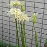 aogawa_qma's profile picture. クイズ歴8年目の社内ひきこもり型会社員。寄せ豆腐メンタル。はじめてのクイズ13期生、原宿杯20194R進出。QuizX（@QuizXix）のメンバーらしきもの。AQL2019・20まいまい会、2021〜からあげ会メンバー。黒ウィズ:アオガワ／みんはや:7EBUP8／QMA:アオガワ＠カイル