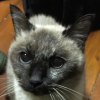 釣沢一衣 (@kazui_t) 's Twitter Profile Photo