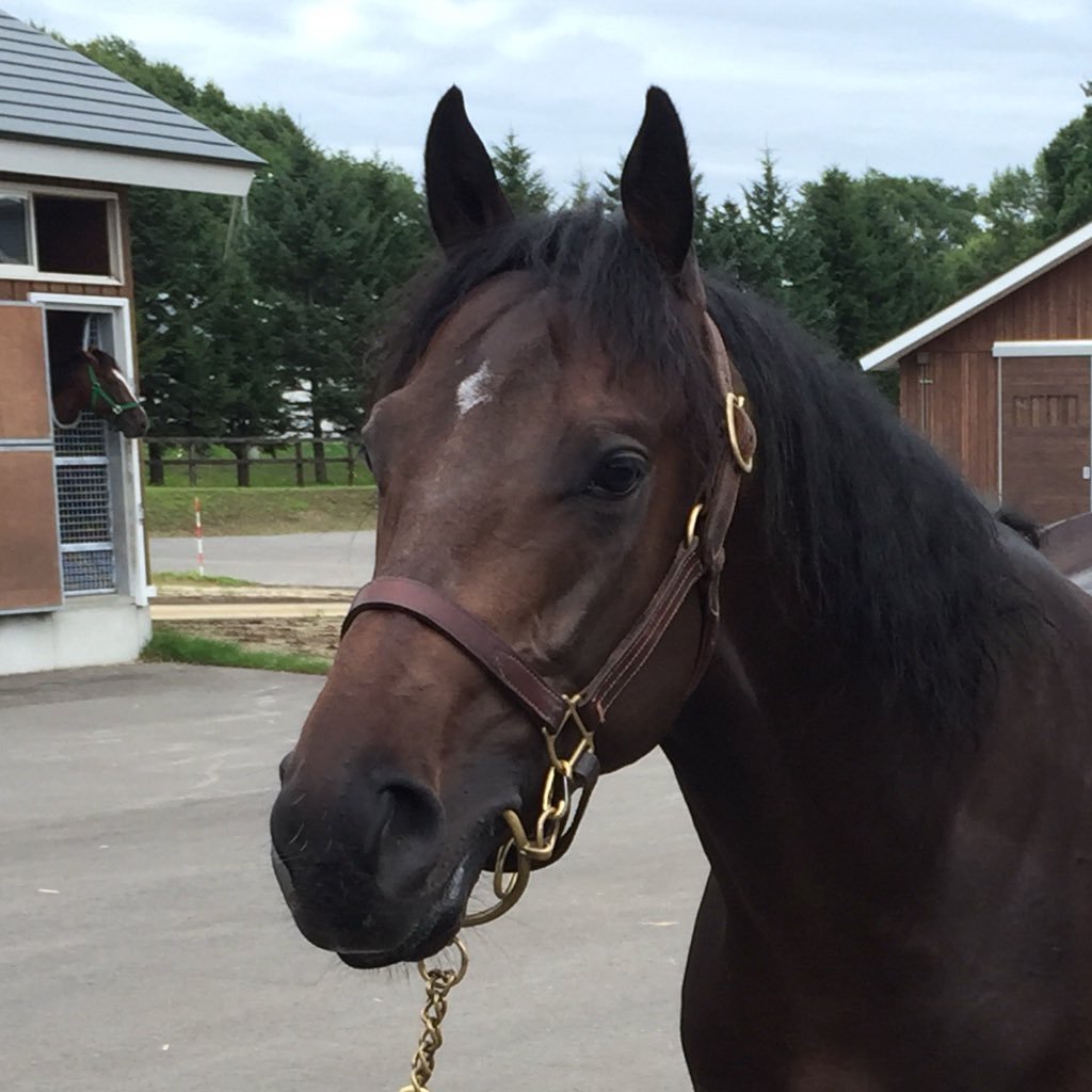 タイキシャトルに惹かれて競馬に興味を持ち、1999年の有馬記念に感動！その後1口馬主の世界へ…今は東京TC・キャロットクラブ・広尾TC・インゼルTCにて活動中です！初重賞勝利…レッドジェニアル！2021年遂に念願のG1勝利！初G1勝利…キラーアビリティ！2022年パンサラッサで海外G1初勝利！