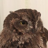 Hamzou (@hamzou2018) 's Twitter Profile