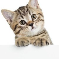 猫大好き♥️ 猫画像いっぱい❤️ (@dentro0791) 's Twitter Profile Photo 猫大好き♥️ 猫画像いっぱい❤️ (@dentro0791) 's Twitter Profile Photo