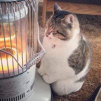 パクチー⛄️ (@paku_chii13) 's Twitter Profile