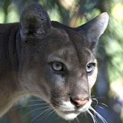 FloridaPanther's profile picture. Endangered. Dominant. Natural born hunter; Progressives are my only prey