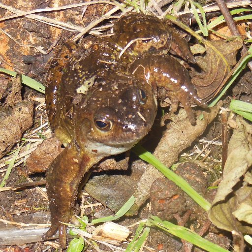 OSF_SchGardens's profile picture. A collaboration: One Seed Forward, Aberdeen University School of Education and Aberdeen City Council. Health, well-being and learning through school gardens.