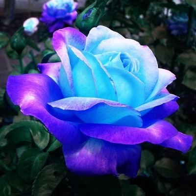 bleu_rose_aoi's profile picture. アオイといいます！20⬆♂。よかったら仲良くしてくださいヽ(*´∀｀)ノ
栃木🌸