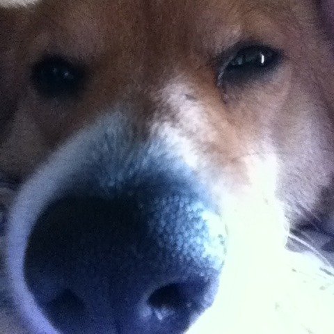 corgilover2218's profile picture. i am great. my goal is to get more followers than i have corgis, although that would make me more famous than donald trump. my favorite dogos is rollie &charlie