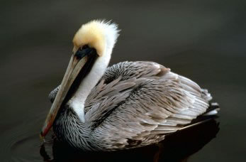 The brown pelican (Pelecanus occidentalis) has been Louisiana's state bird since July 27, 1966. It eats more seafood in a day than I do. (Way more ... 4lbs+)