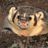 badgermonkey79's profile image