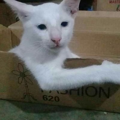 TorcsJ's profile picture. 