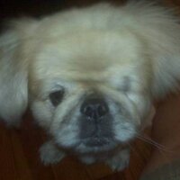 LINDA DERK (@derkie) 's Twitter Profile