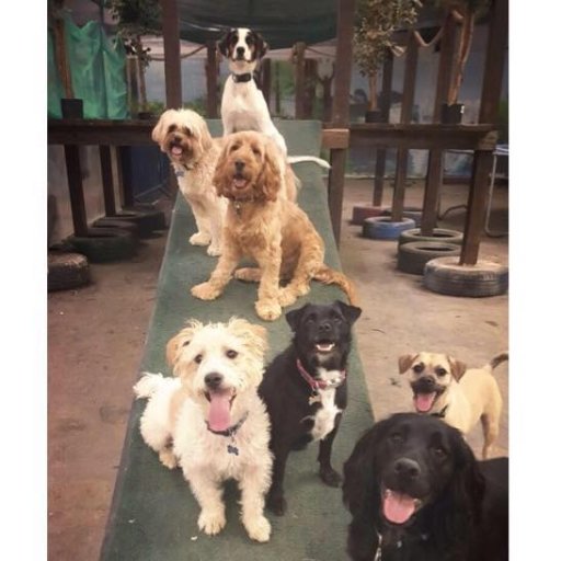 Manchesters First Dog Creche.  Check out the video online to see why we are the best