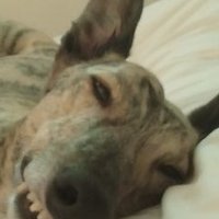 Tim Rutland (@rutland_tim) 's Twitter Profile