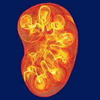 Duke Kidney (@dukekidney) 's Twitter Profile