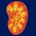 Duke Kidney (@dukekidney) Twitter profile photo Duke Kidney (@dukekidney) Twitter profile photo