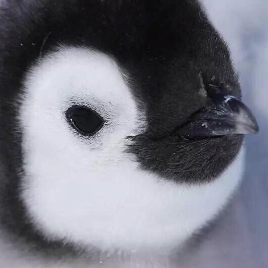 handa21625707's profile picture. #그림#예술#영화#일상#짤방#명언#소통#지식