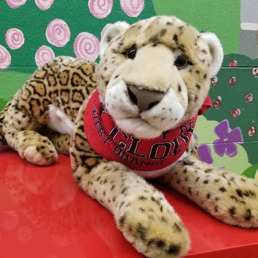 StCloudJaguars's profile picture. St. Cloud Elementary School