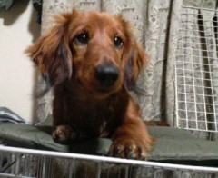 趣味はゴルフとチェアリングとバイク!興味を持つと深くハマるタイプ。下手だけど(笑) 2023/11/04ハンターカブ納車されカブ主になりました。2024/4/13ハーレーダビッドソンX350納車されました。 2024/9/14Z900RS納車されました。